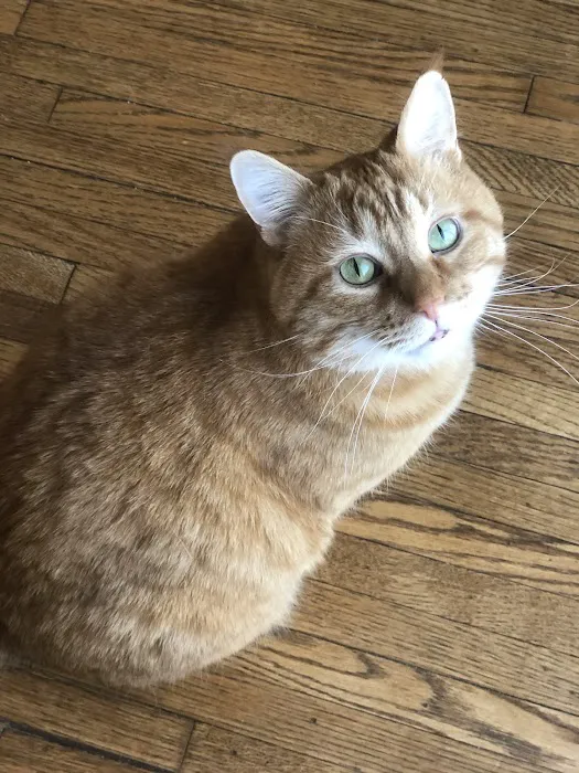 Town and Country Veterinary Clinic Picture 9