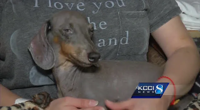 Town and Country Veterinary Clinic Picture 4