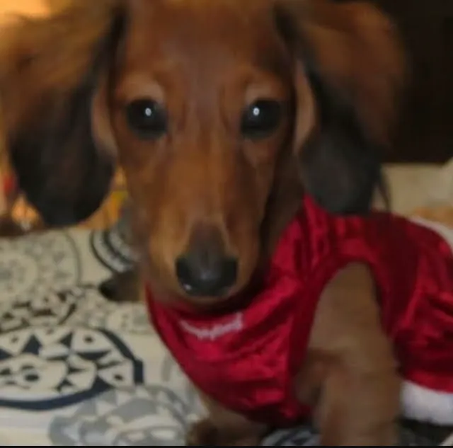 Town and Country Veterinary Clinic Picture 3