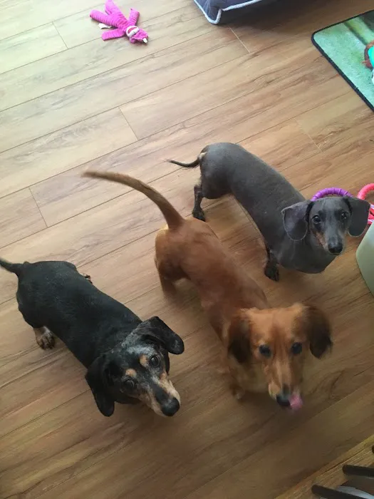 Town and Country Veterinary Clinic Picture 8