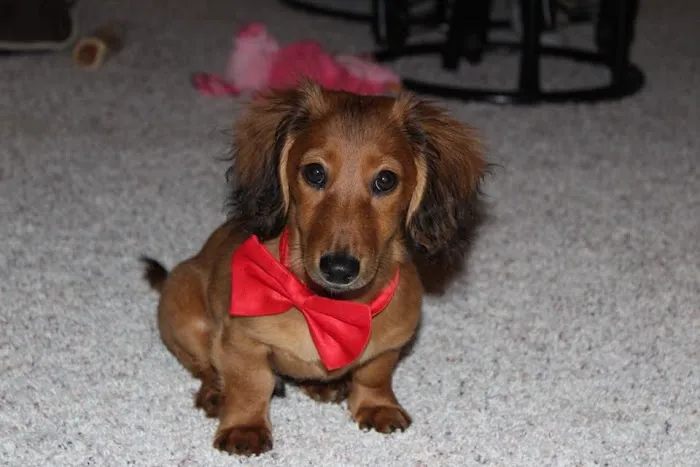 Town and Country Veterinary Clinic Picture 6