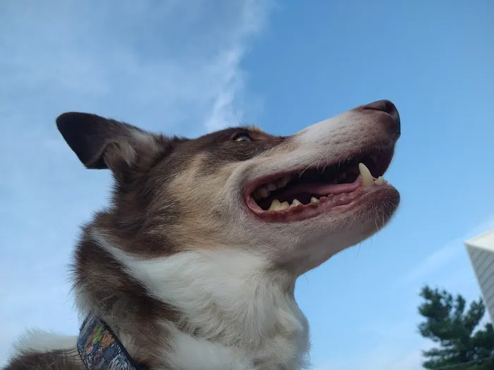 Town and Country Veterinary Clinic Picture 10