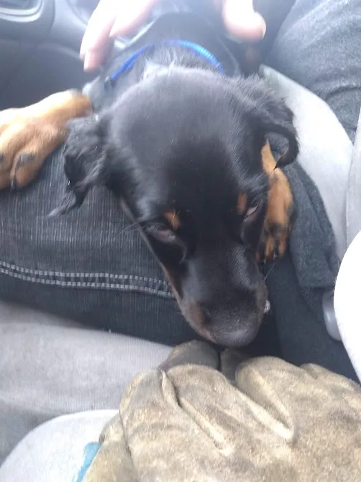 Wayland Veterinary Clinic Picture 1