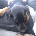 Wayland Veterinary Clinic