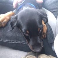 Wayland Veterinary Clinic ico