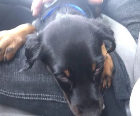 Wayland Veterinary Clinic