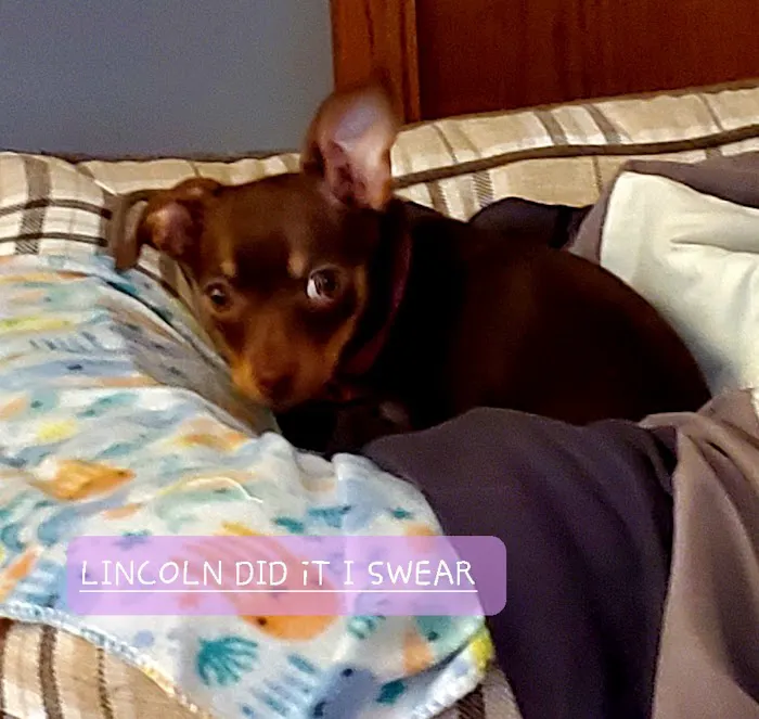 Wayland Veterinary Clinic Picture 5