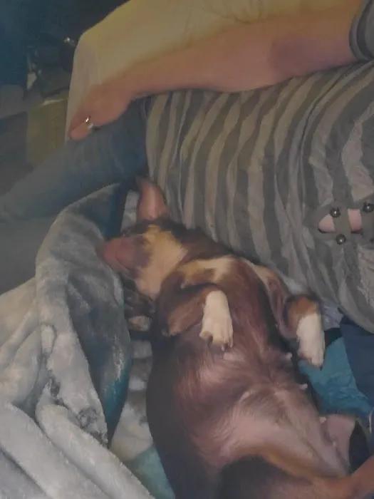 Wayland Veterinary Clinic Picture 6