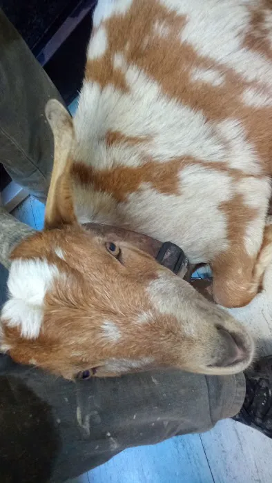 Wayland Veterinary Clinic Picture 7