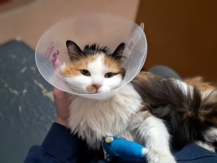 BluePearl Pet Hospital Picture 1