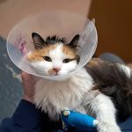 BluePearl Pet Hospital