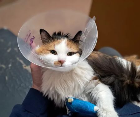 BluePearl Pet Hospital