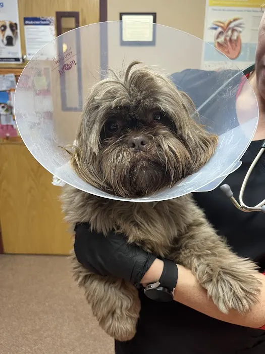 BluePearl Pet Hospital Picture 4