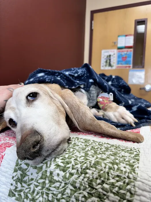 BluePearl Pet Hospital Picture 5