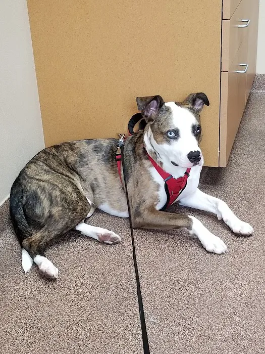 BluePearl Pet Hospital Picture 3