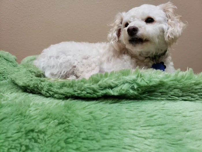 BluePearl Pet Hospital Picture 6