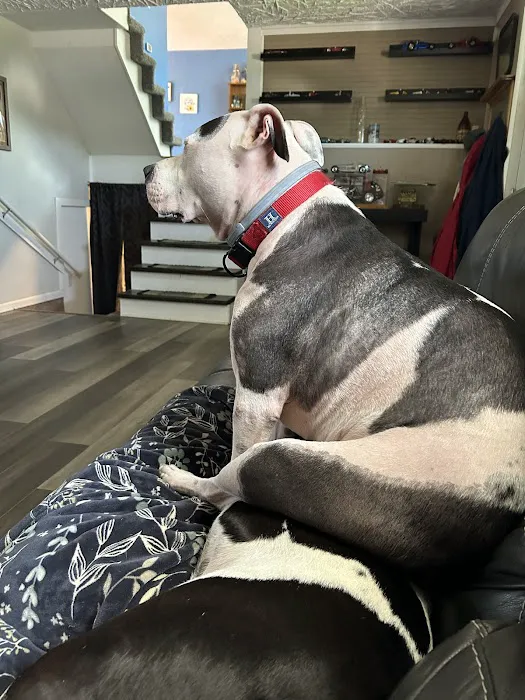 BluePearl Pet Hospital Picture 2