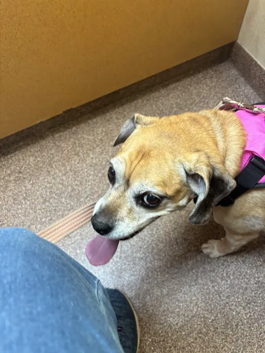 BluePearl Pet Hospital Picture 9