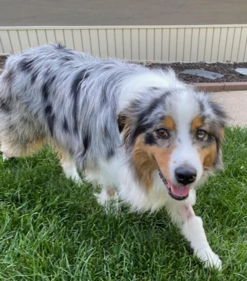 BluePearl Pet Hospital Picture 10