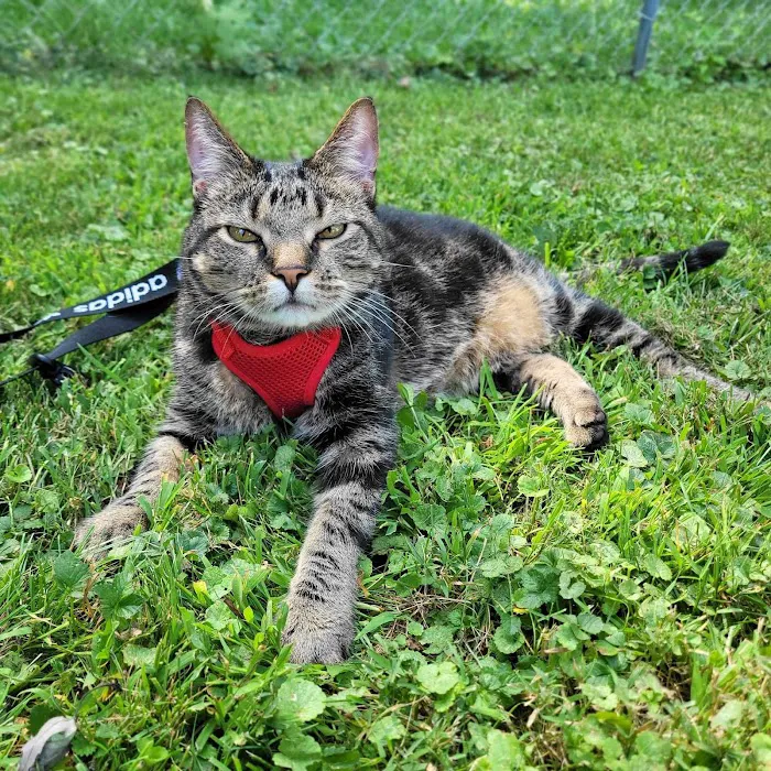 BluePearl Pet Hospital Picture 7