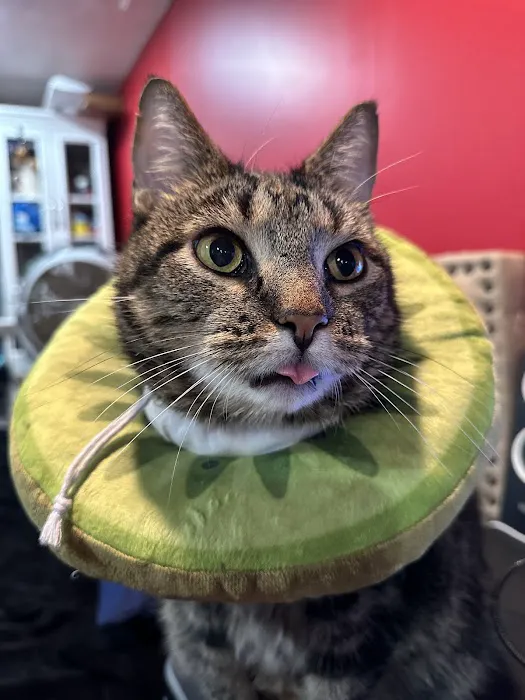 BluePearl Pet Hospital Picture 8