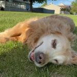 Walljasper Veterinary Clinic