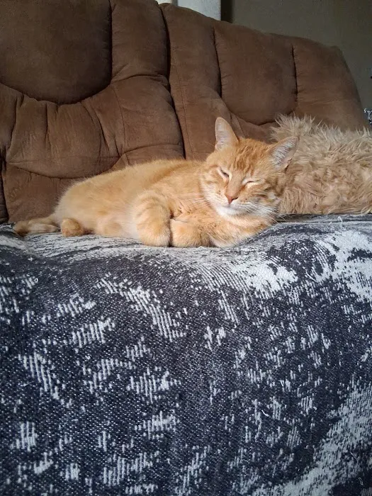 Walljasper Veterinary Clinic Picture 10