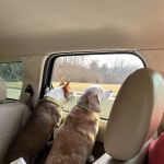 Carthage Veterinary Clinic