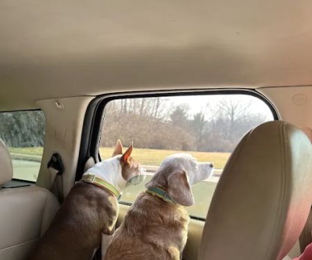 Carthage Veterinary Clinic