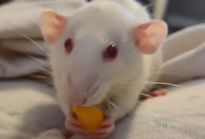 Hentzel Marlin D DVM Picture 1