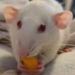 Hentzel Marlin D DVM