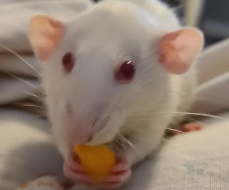 Hentzel Marlin D DVM