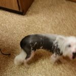 Walljasper Veterinary Clinic