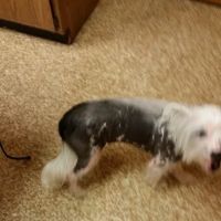 Walljasper Veterinary Clinic ico