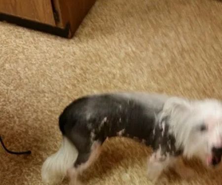 Walljasper Veterinary Clinic