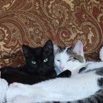 Northeast Animal Hospital