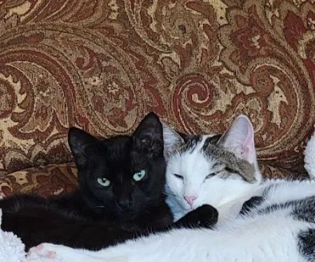 Northeast Animal Hospital