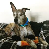 East Tosa Veterinary Clinic ico