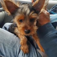 St. Paul Veterinary Clinic ico