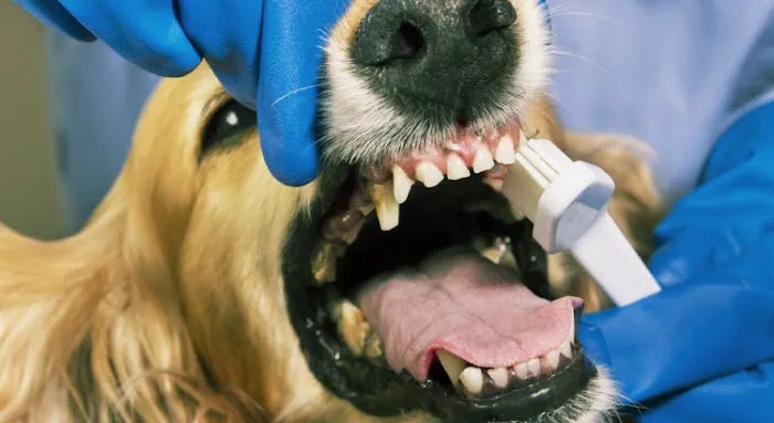 St. Paul Veterinary Clinic Picture 7