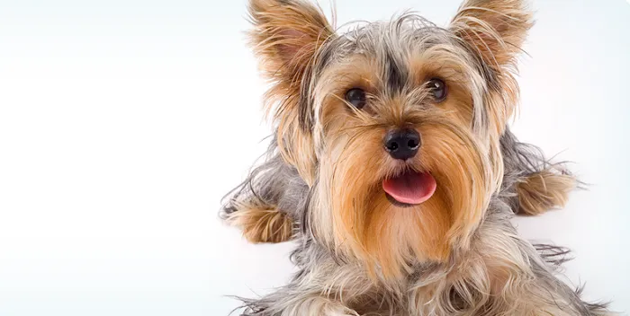 St. Paul Veterinary Clinic Picture 8