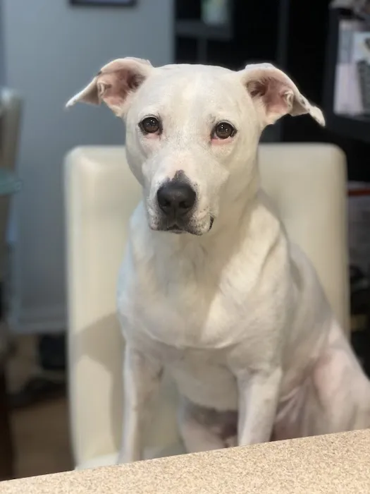 Downtown Veterinary Clinic Picture 1