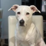 Downtown Veterinary Clinic