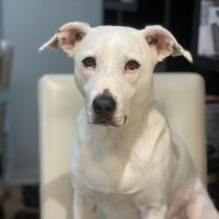 Downtown Veterinary Clinic ico