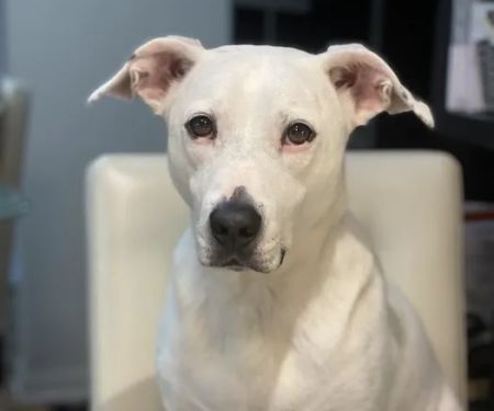 Downtown Veterinary Clinic