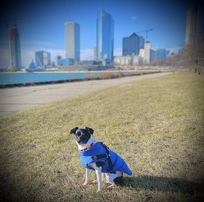 Downtown Veterinary Clinic Picture 2