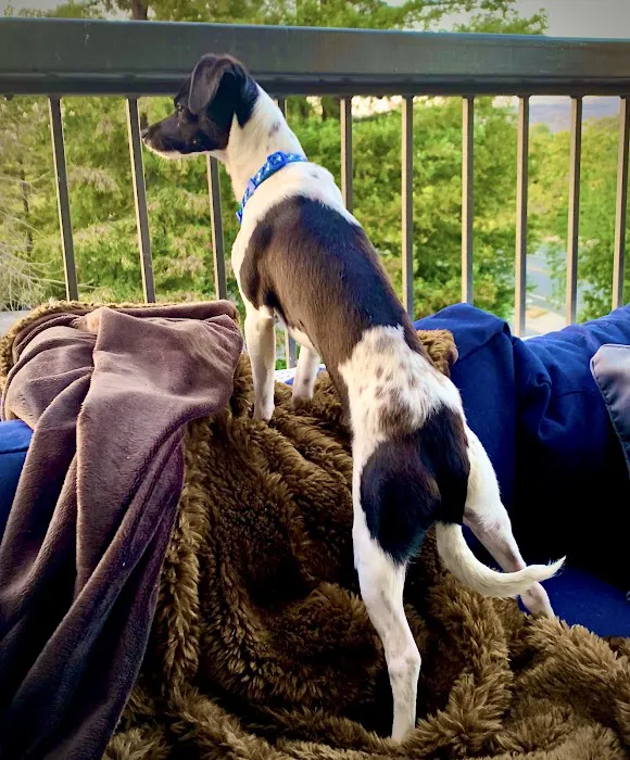 Downtown Veterinary Clinic Picture 5