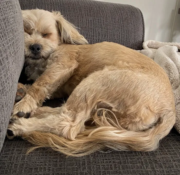 Small Animal Hospital Picture 4