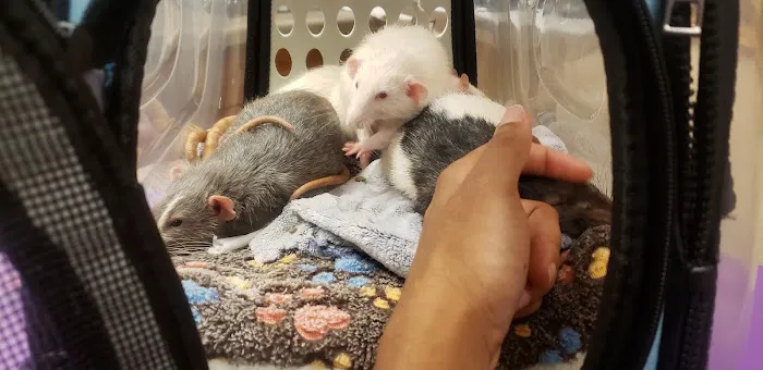 Small Animal Hospital Picture 3