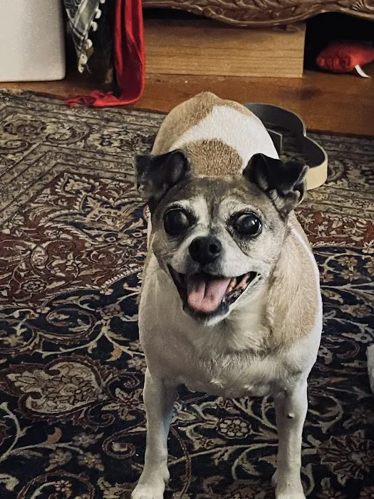 Small Animal Hospital Picture 1